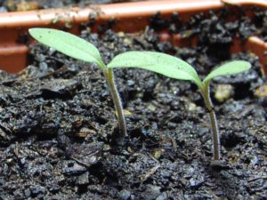 Germinating_tomatos